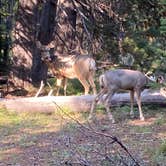 Review photo of Headwaters Campground at Flagg Ranch — John D. Rockefeller, Jr., Memorial Parkway by Amy & Stu B., September 15, 2022