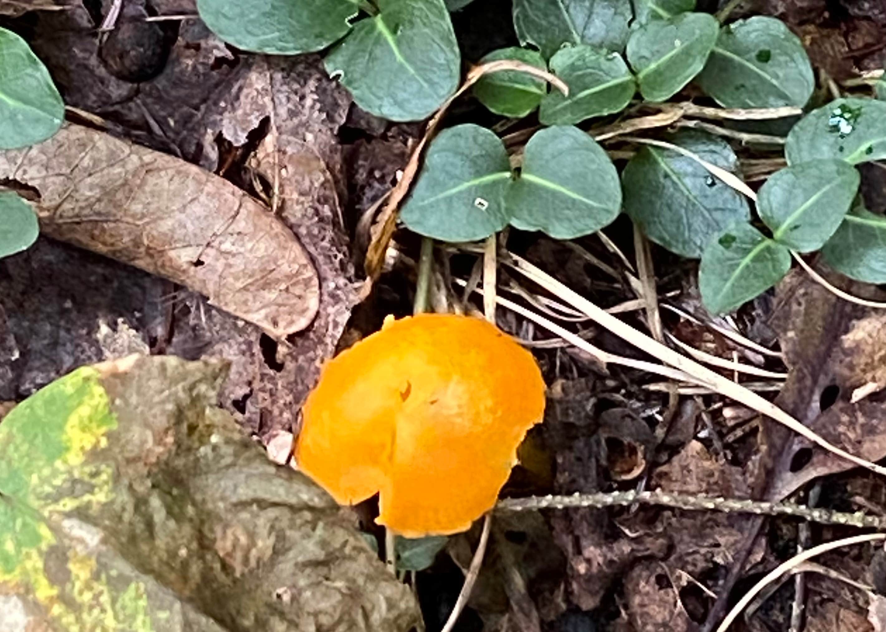 Prince Gallitzin State Park Crooked Run Campground Camping The Dyrt