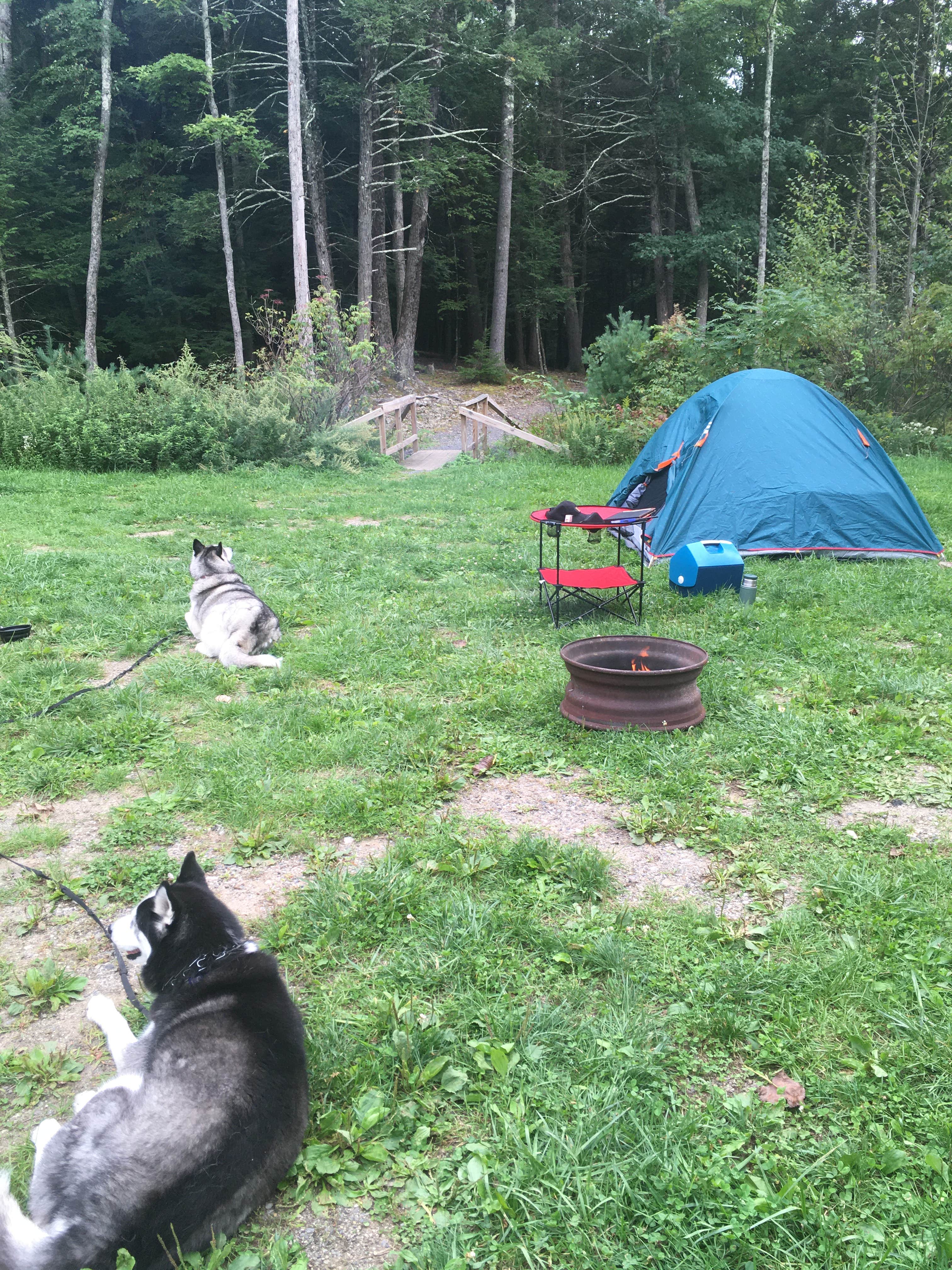 Chuck O.'s photo of camping with pets at Rip Van Winkle Campgrounds near Catskill, NY