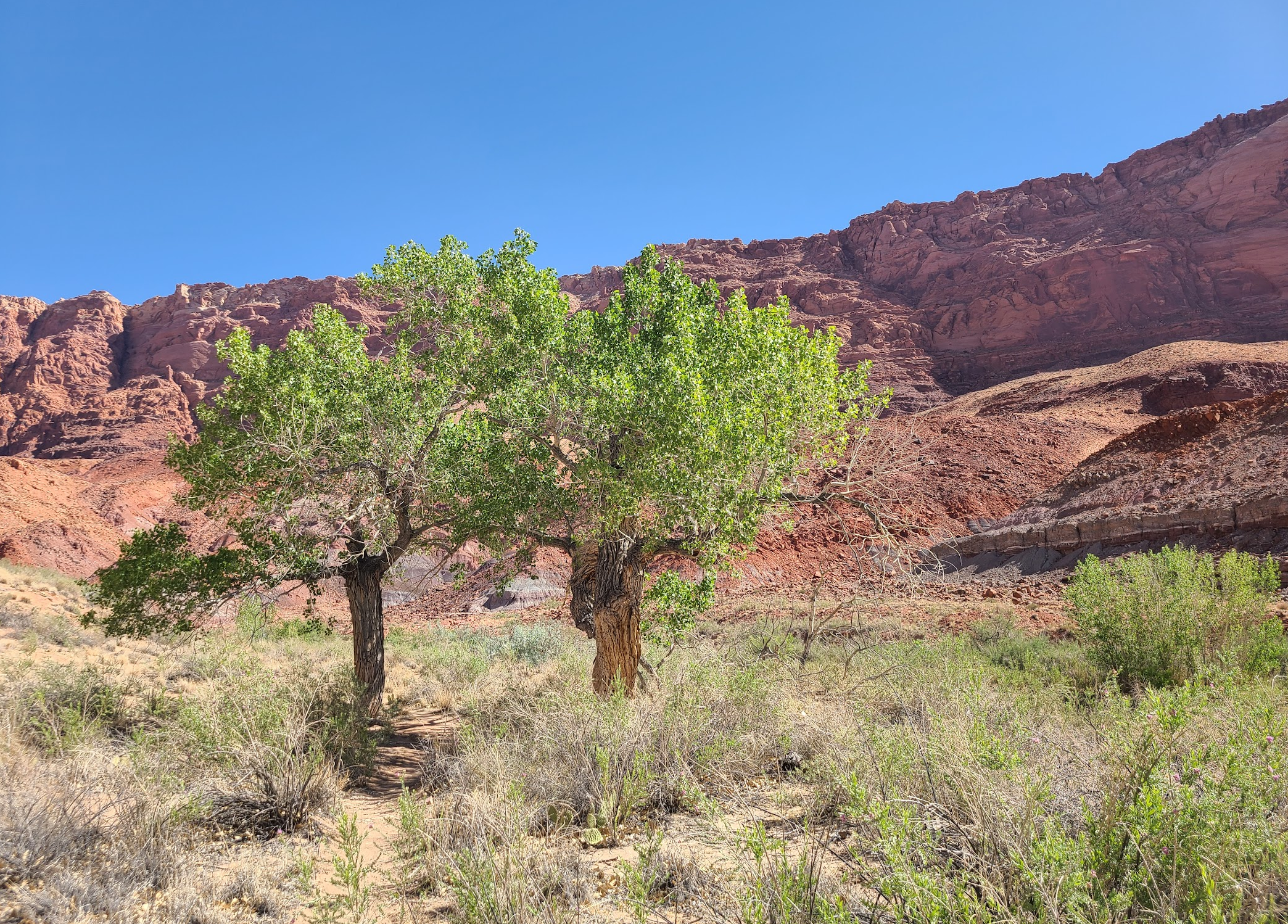 Camper-submitted photo at Paria Canyon Wilderness - Final Designated Campsite Before Lee's Ferry near Page, AZ