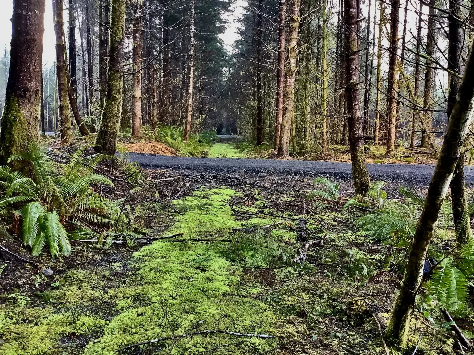 Camper-submitted photo at Olympic Adventure Campground near La Push, WA