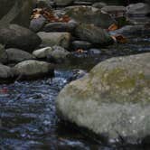 Review photo of Elkmont Campground — Great Smoky Mountains National Park by Kasey K., July 26, 2018