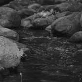 Review photo of Elkmont Campground — Great Smoky Mountains National Park by Kasey K., July 26, 2018