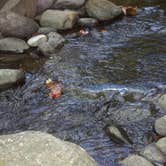 Review photo of Elkmont Campground — Great Smoky Mountains National Park by Kasey K., July 26, 2018
