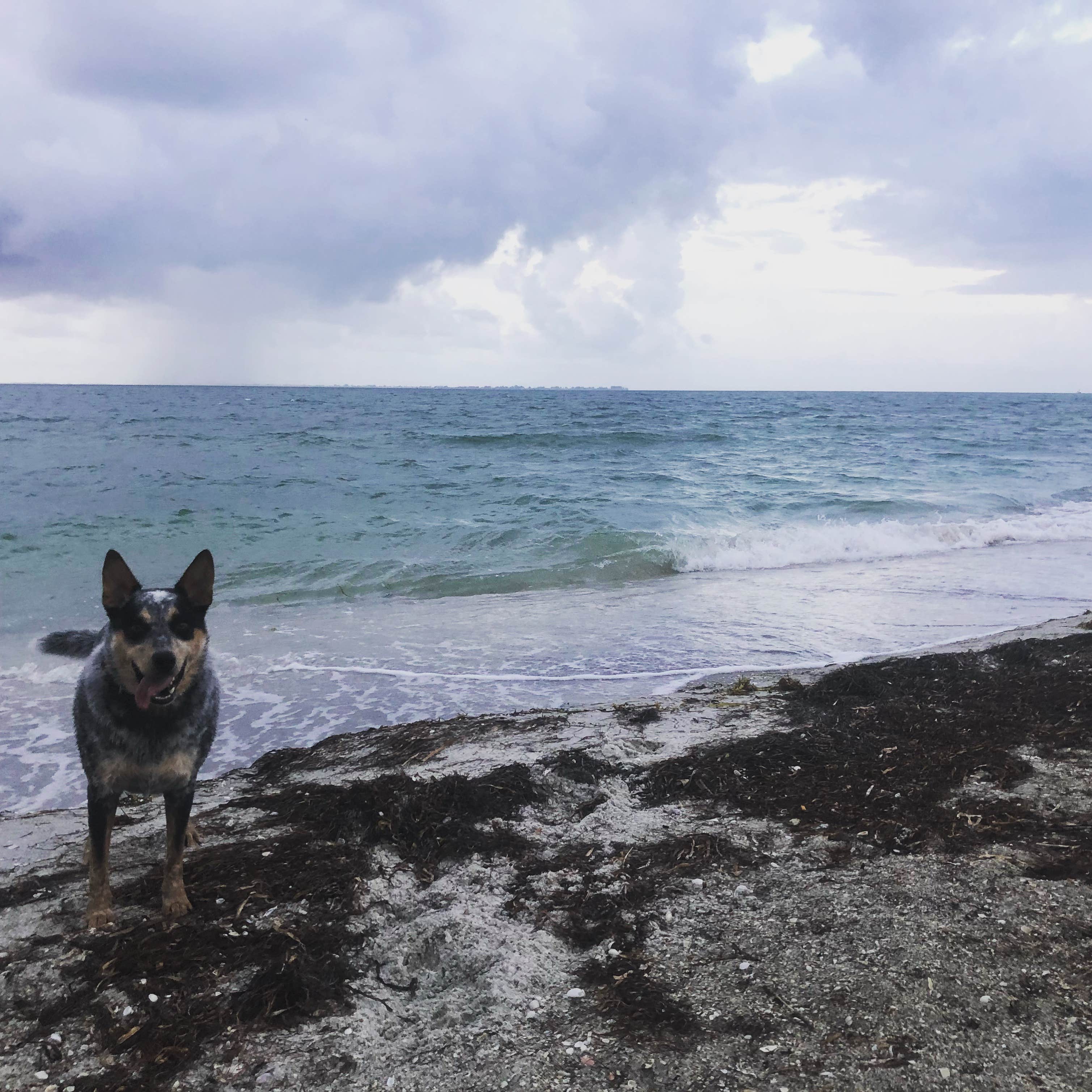 Shelly S.'s photo of camping with pets at Fort De Soto Campground near Lithia, FL
