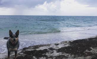 Shelly S.'s photo of camping with pets at Fort De Soto Campground in Florida