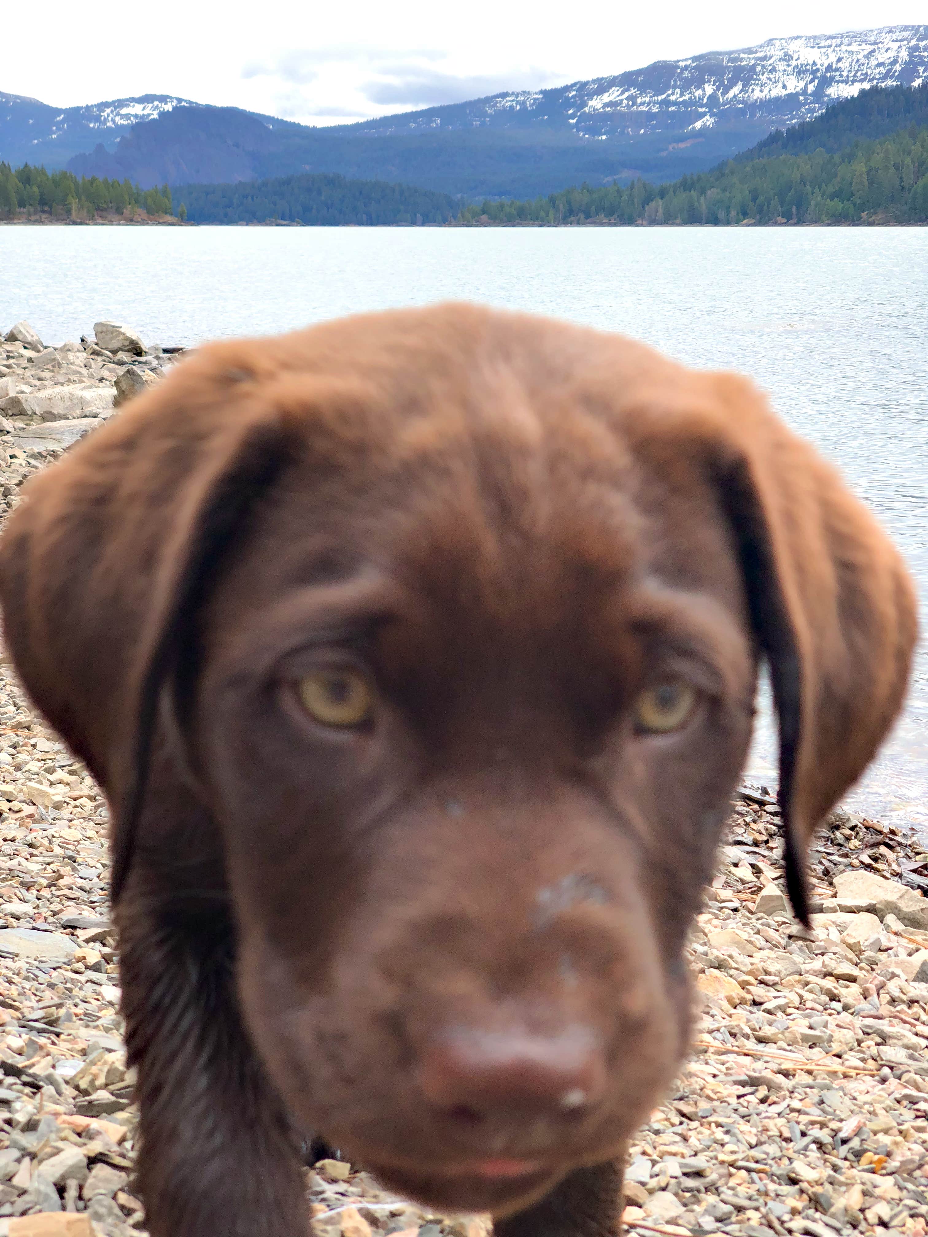 Sasha W.'s photo of camping with pets at Basin Montana Campground near Cody, WY