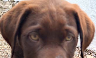 Sasha W.'s photo of camping with pets at Basin Montana Campground near Frannie, WY