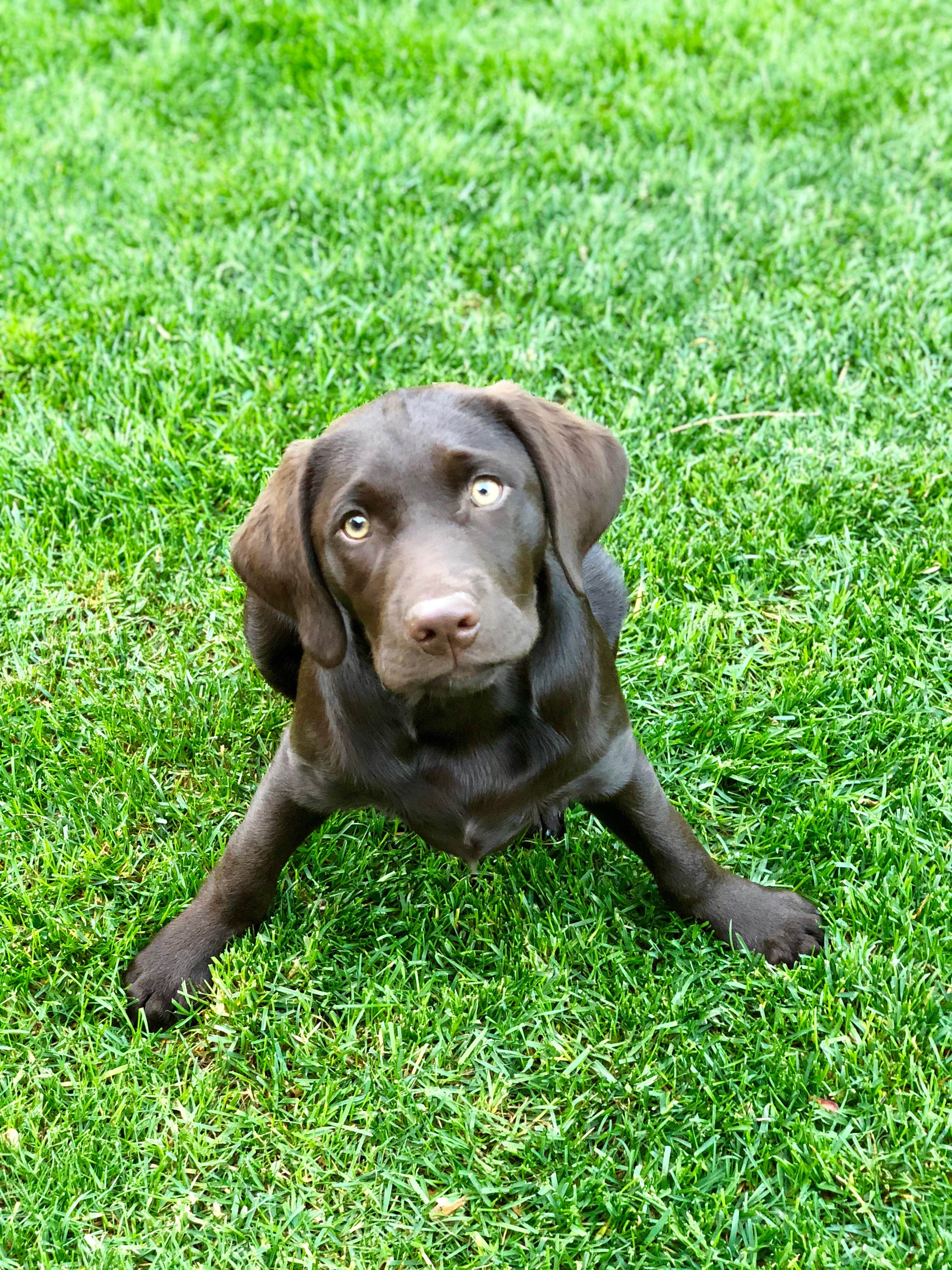 Sasha W.'s photo of camping with pets at Basin Campground near Cooke City, MT