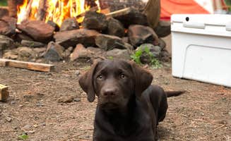 Sasha W.'s photo of camping with pets at Basin Campground near Red Lodge, MT