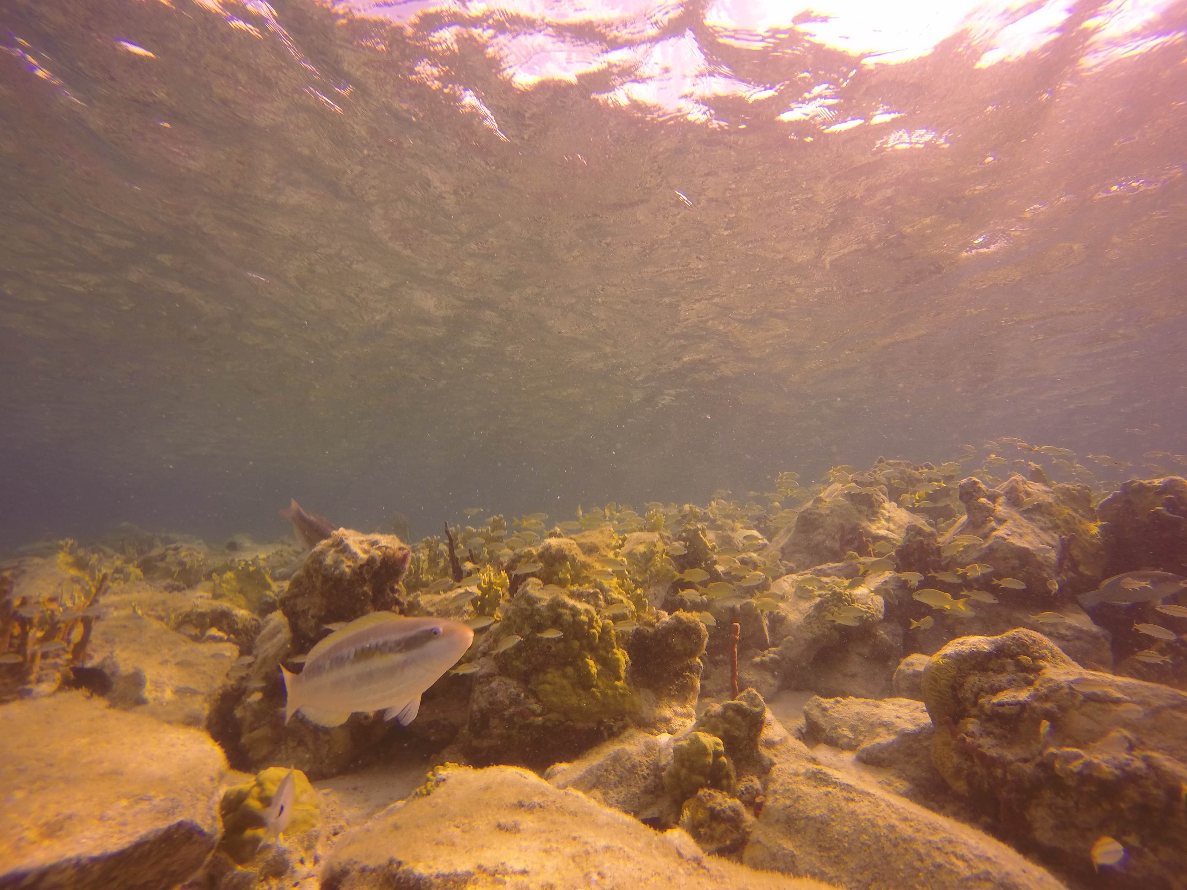 Camper submitted image from Kalopa State Rec Area - Hawaii - 3