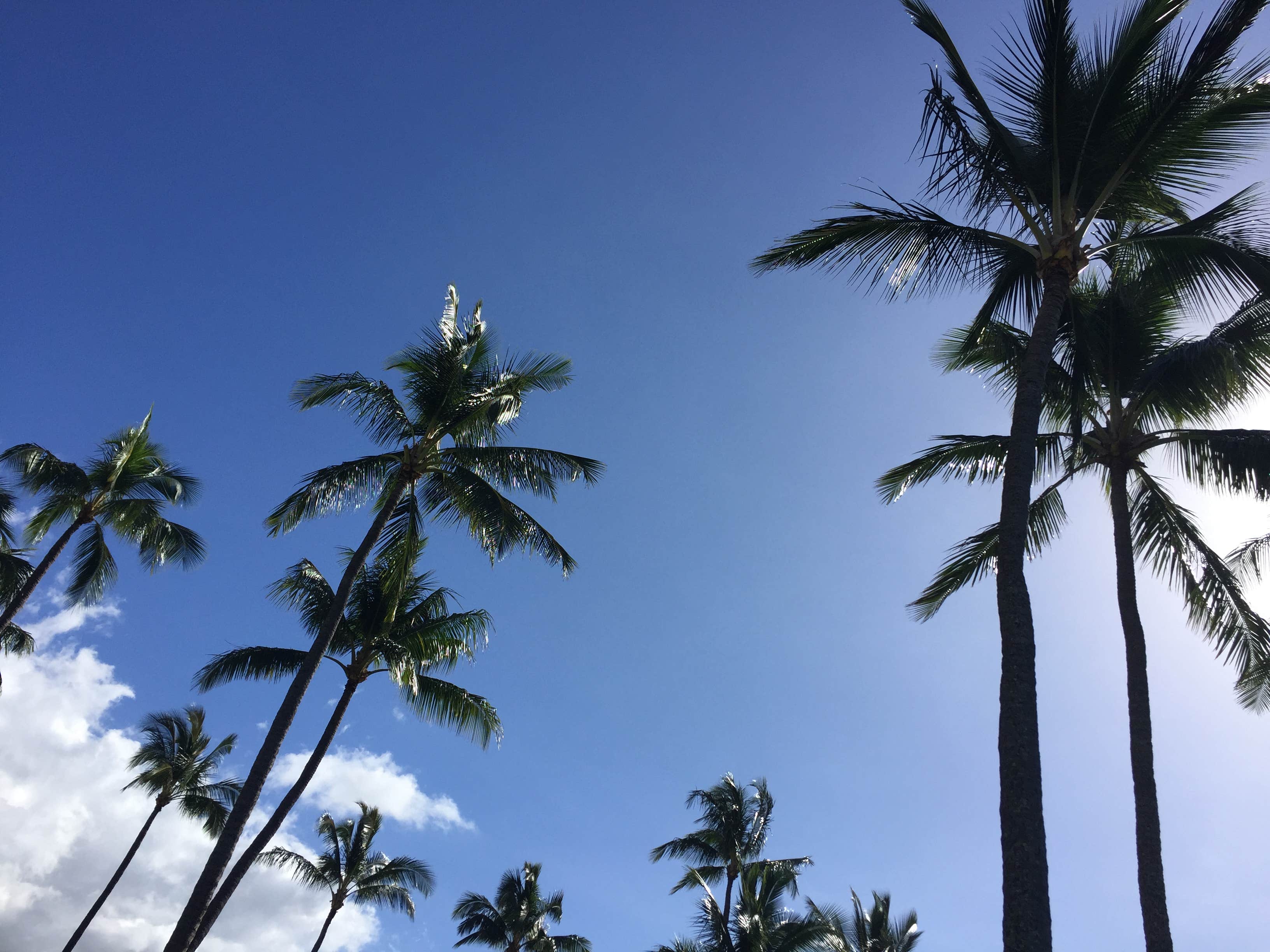 Palm Trees