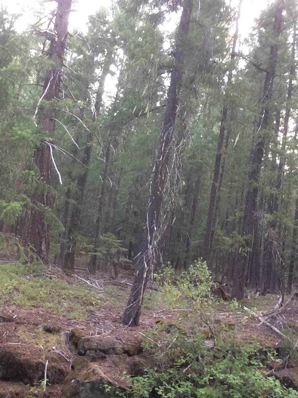 Camper-submitted photo at Tillamook State Forest Nehalem Falls Campground near Nehalem, OR