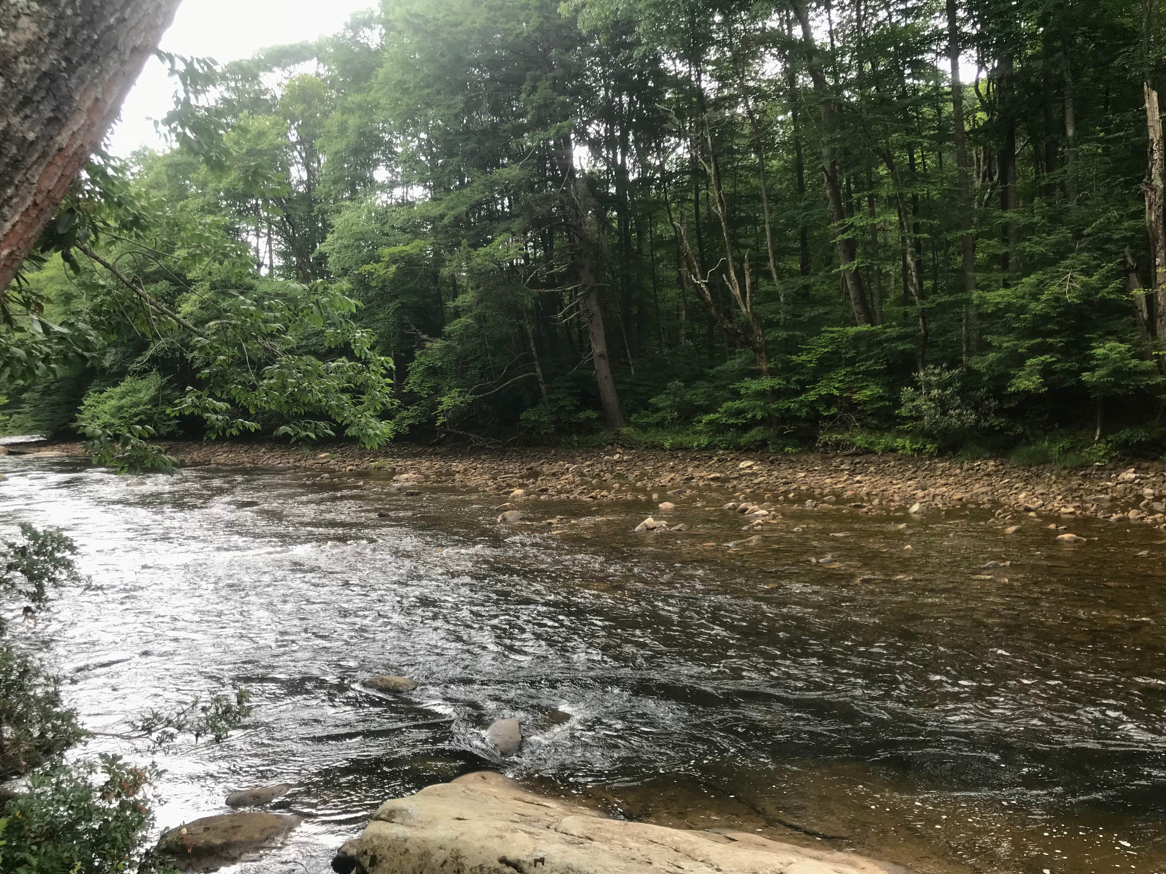 Camper submitted image from Cranberry River Sites NF Campground - 4