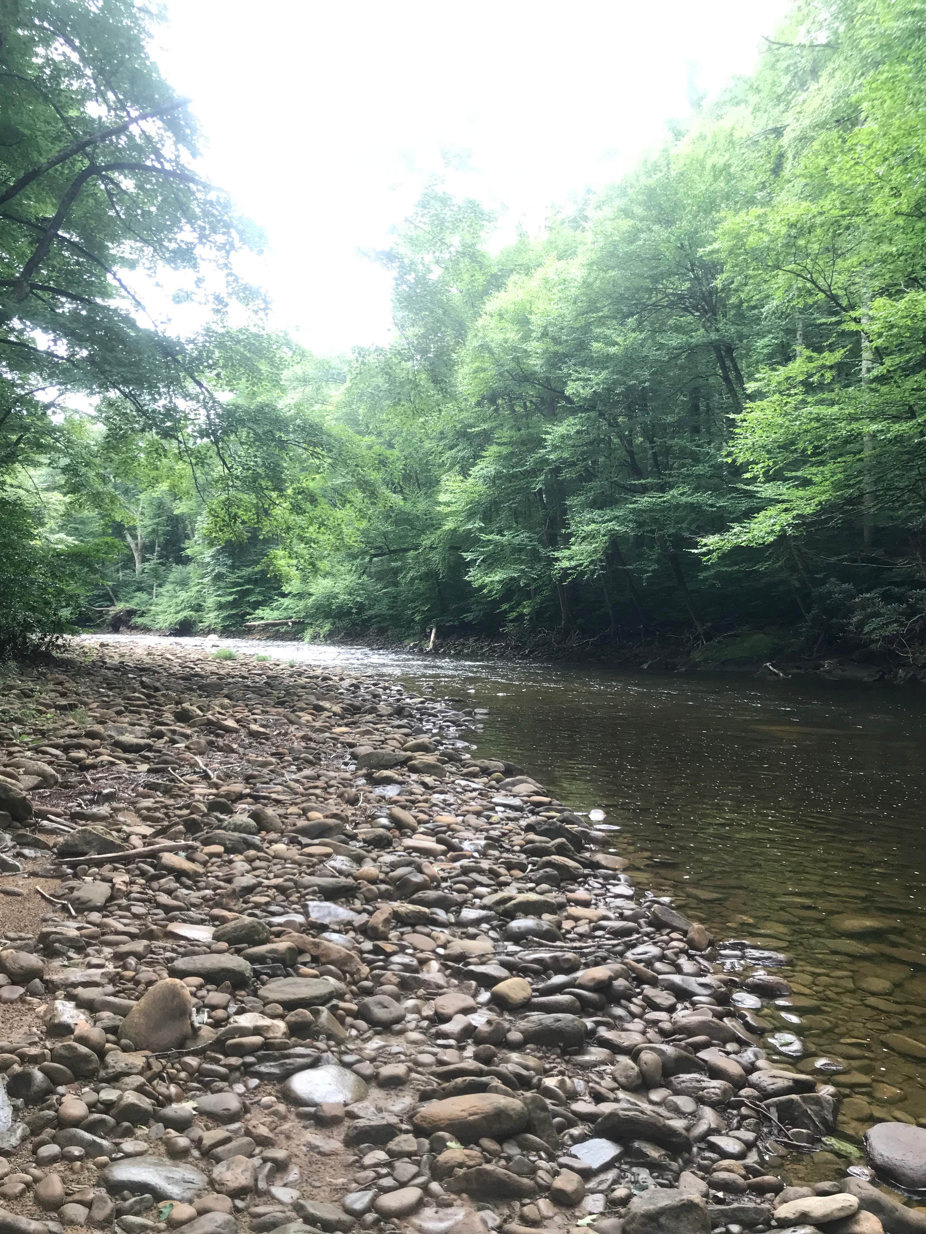 Camper submitted image from Cranberry River Sites NF Campground - 2