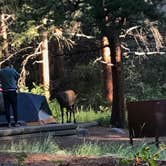 Review photo of Aspenglen Campground — Rocky Mountain National Park by Jackie S., July 28, 2018