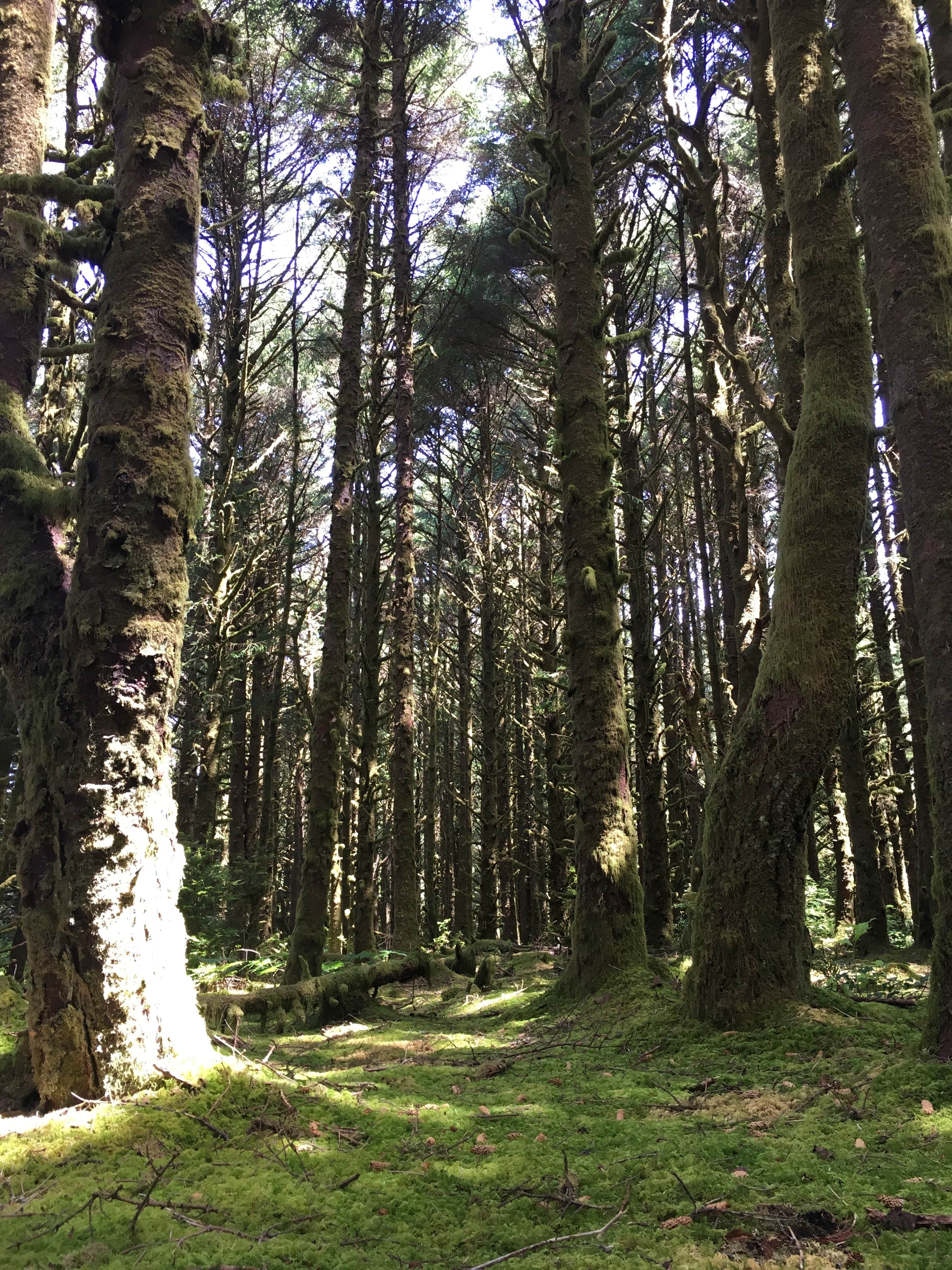 Camper-submitted photo at Carl G. Washburne Memorial State Park Campground near Florence, OR