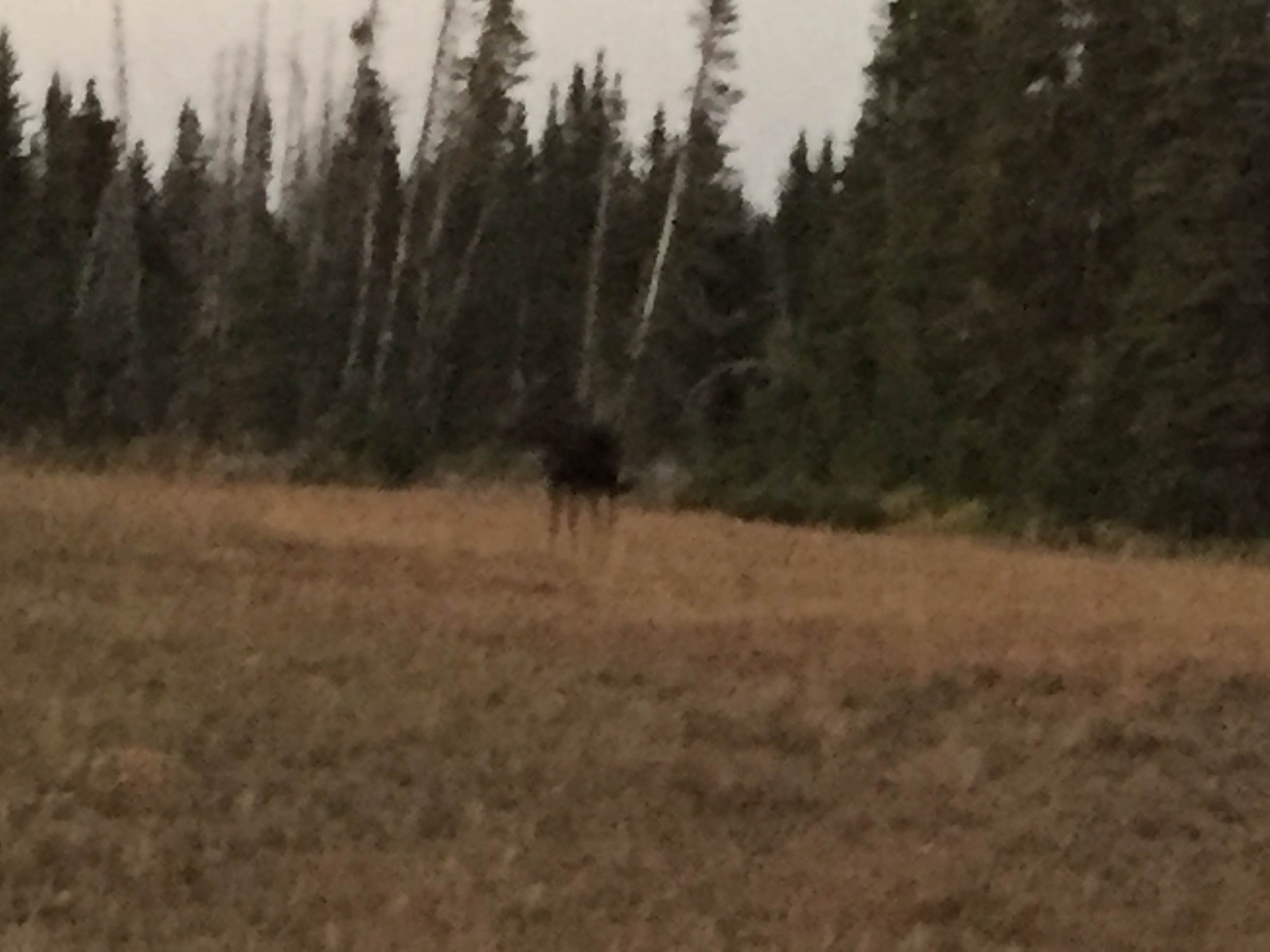 Camper submitted image from Yellowstone Park-Mountainside KOA - 2