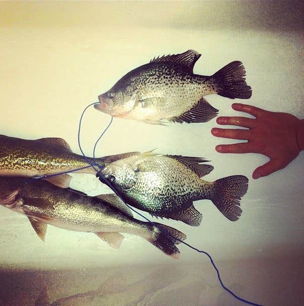 Camper-submitted photo at Fresno Tailwater near Box Elder, MT