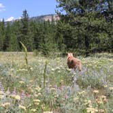 Review photo of Headwaters Campground at Flagg Ranch — John D. Rockefeller, Jr., Memorial Parkway by Rhonda S., July 28, 2018