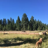 Review photo of Idlewild Campground - Malheur by Rhonda S., July 28, 2018