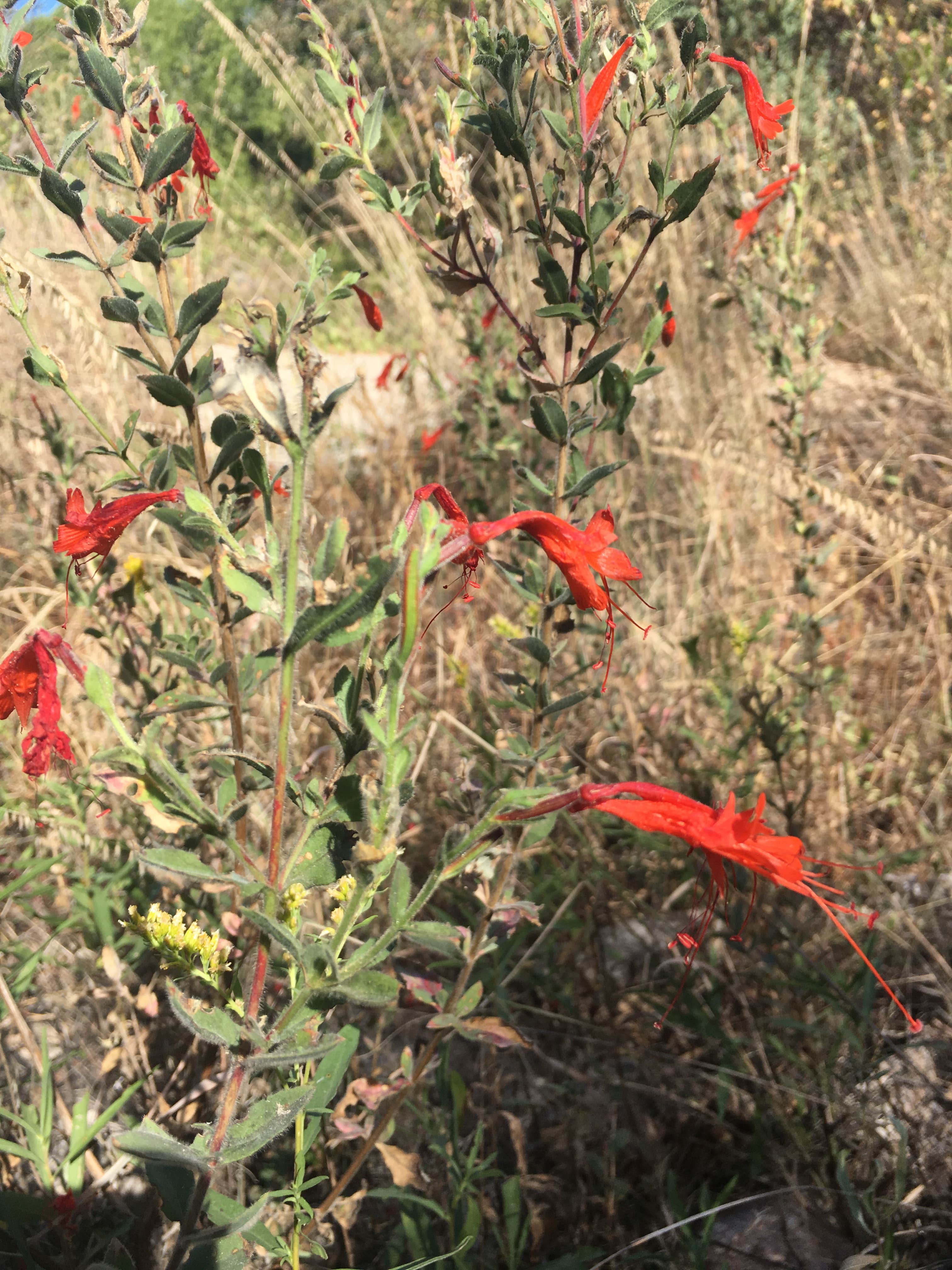 Camper-submitted photo at Gordon Hirabayashi Campground near Oro Valley, AZ