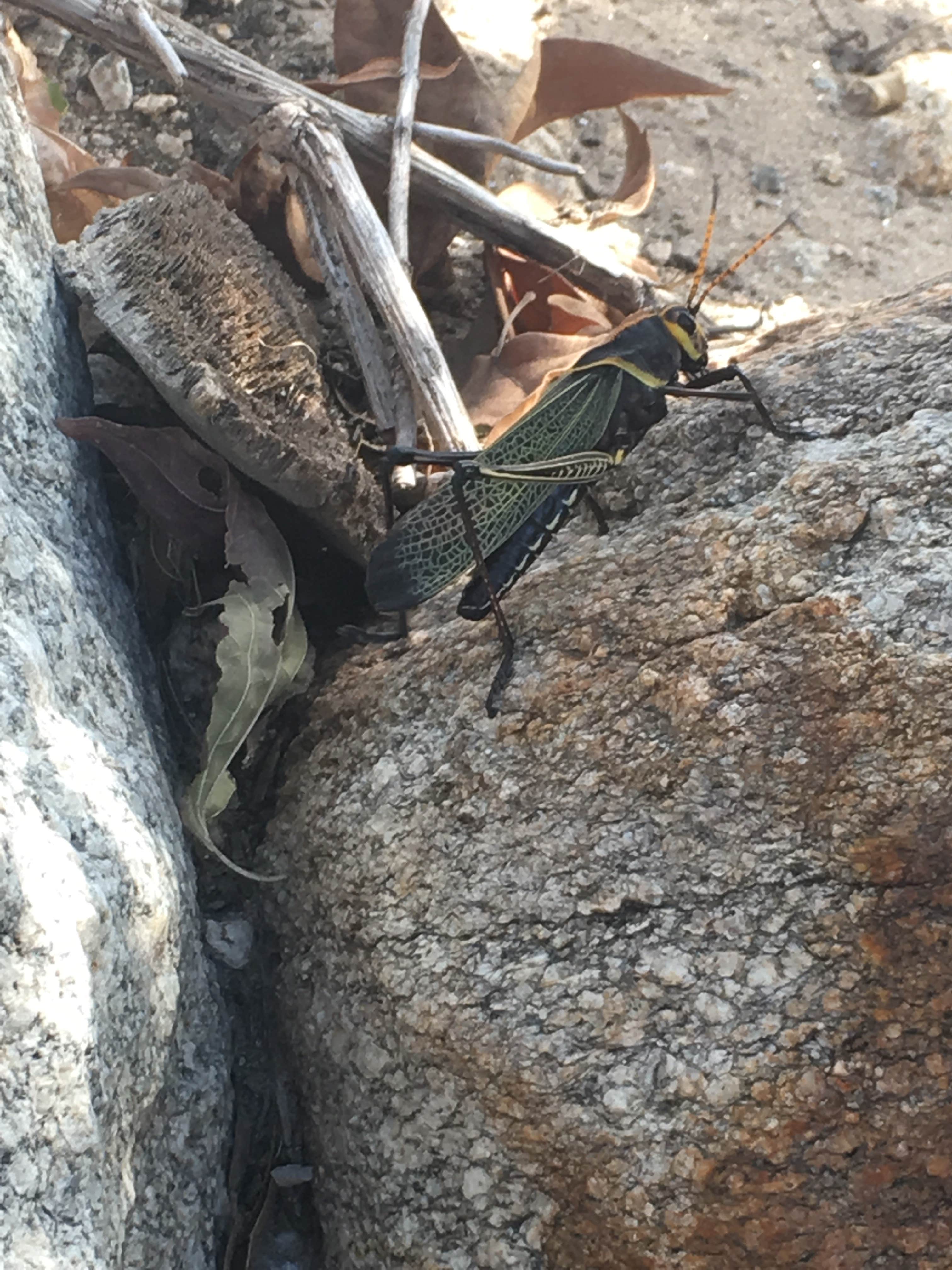 Camper-submitted photo at Gordon Hirabayashi Campground near Oro Valley, AZ