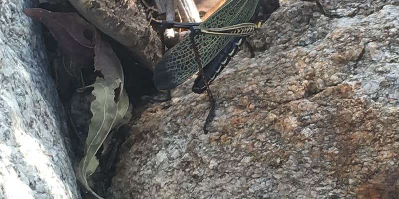 Camper submitted image from Gordon Hirabayashi Campground