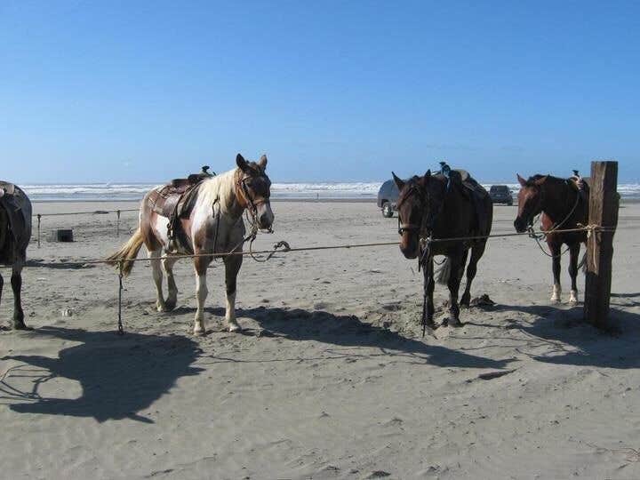Camper-submitted photo at Ocean City State Park Campground near Ocean Park, WA