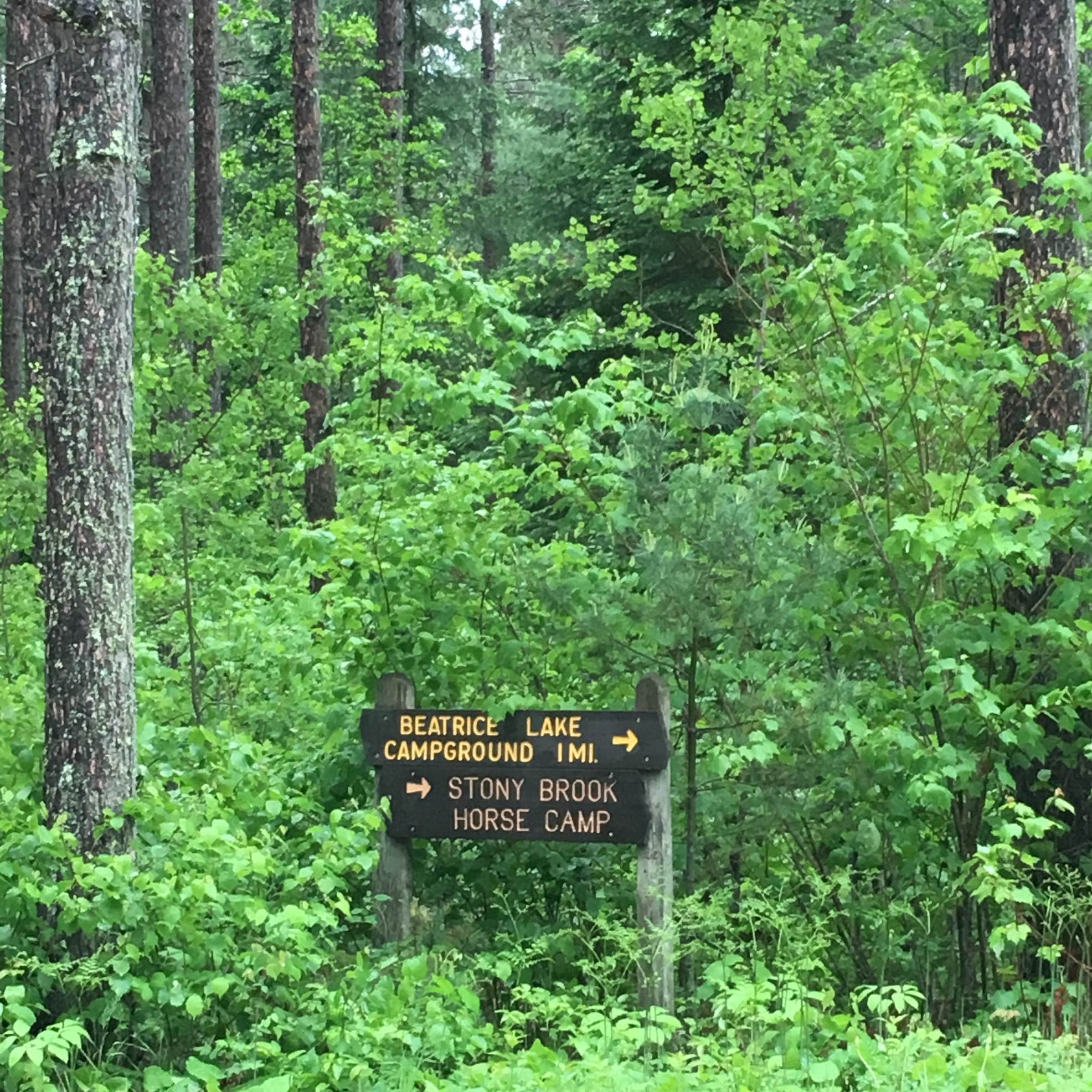 Beatrice Lake Camping The Dyrt