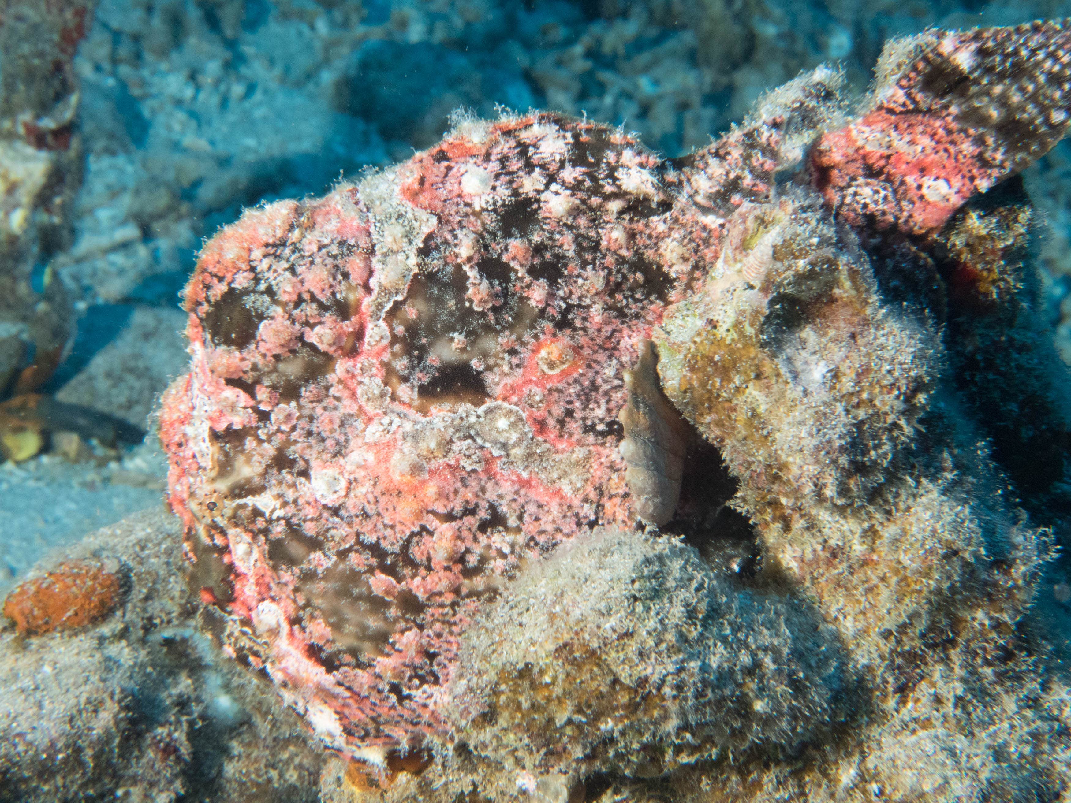 Camper-submitted photo at Whittington Beach Park near Hawaii Volcanoes National Park