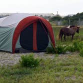 Review photo of Assateague State Park Campground by Jennifer R., July 29, 2018