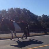 Review photo of Bayside Assateague Campground — Assateague Island National Seashore by Jennifer R., July 29, 2018