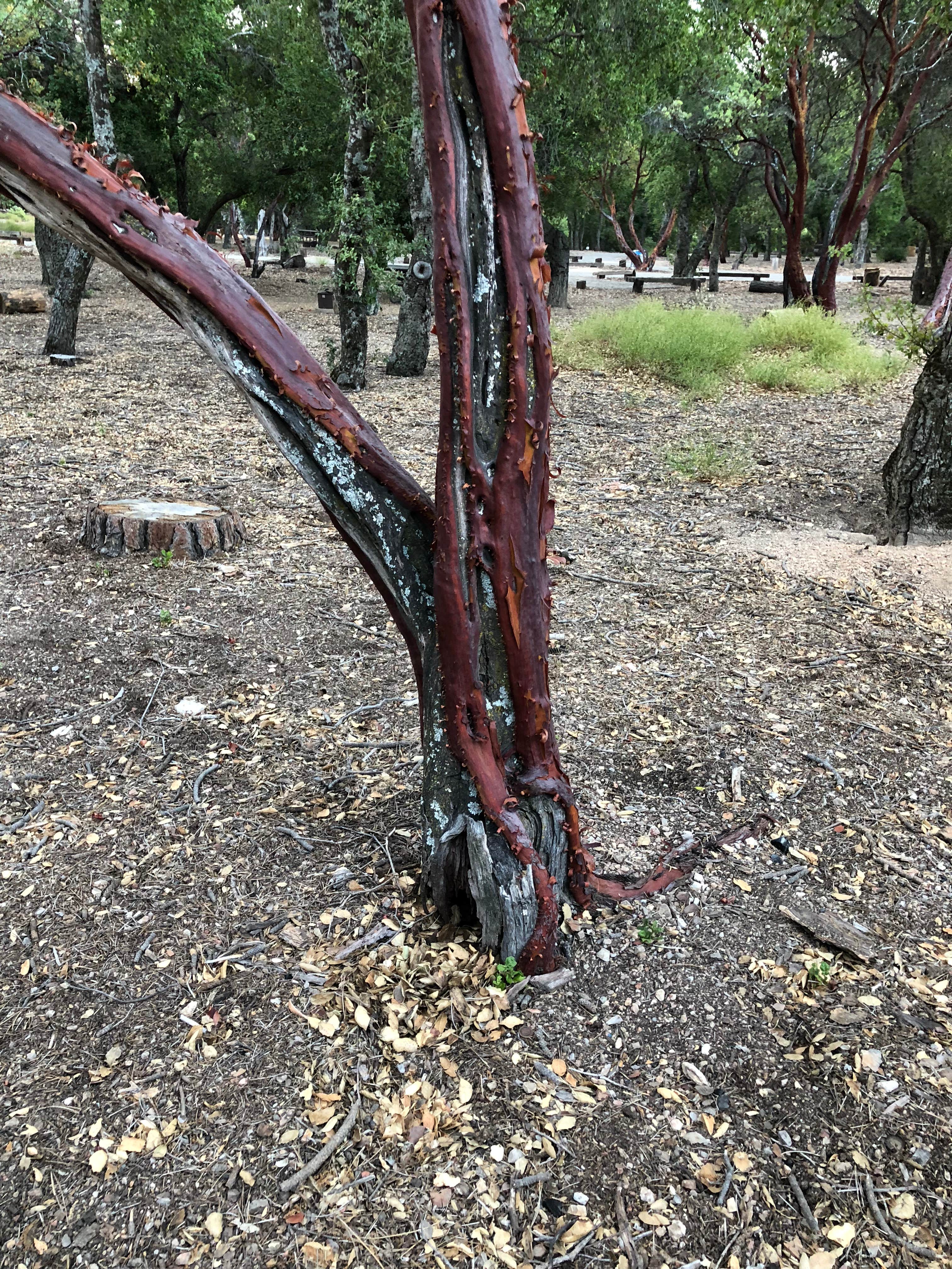 Camper-submitted photo at Mt. Figueroa Campground near New Cuyama, CA