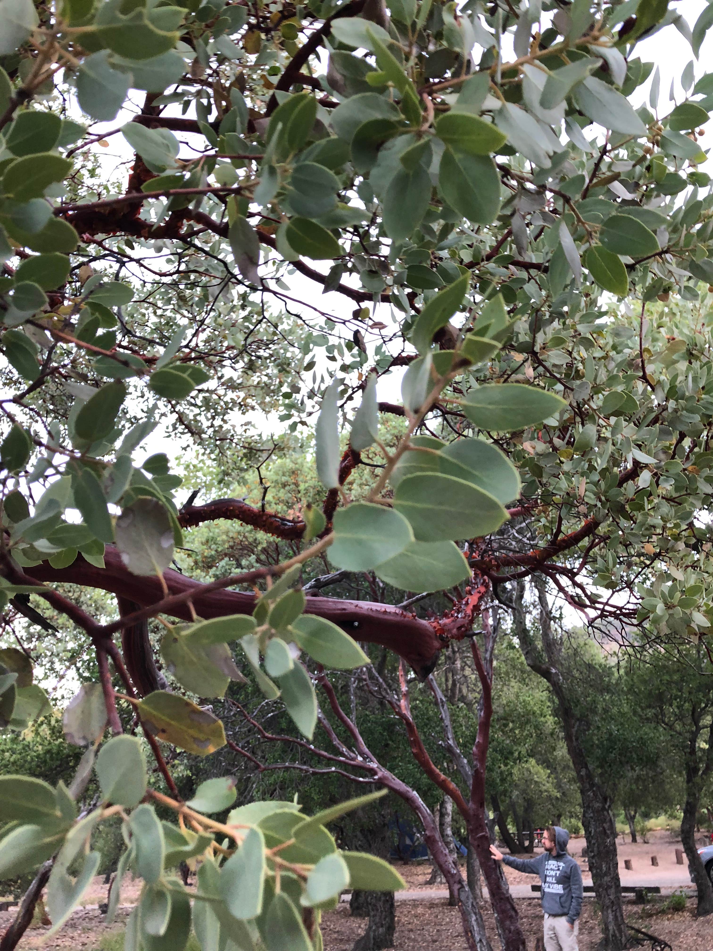 Mt. Figueroa Campground | Los Olivos, CA