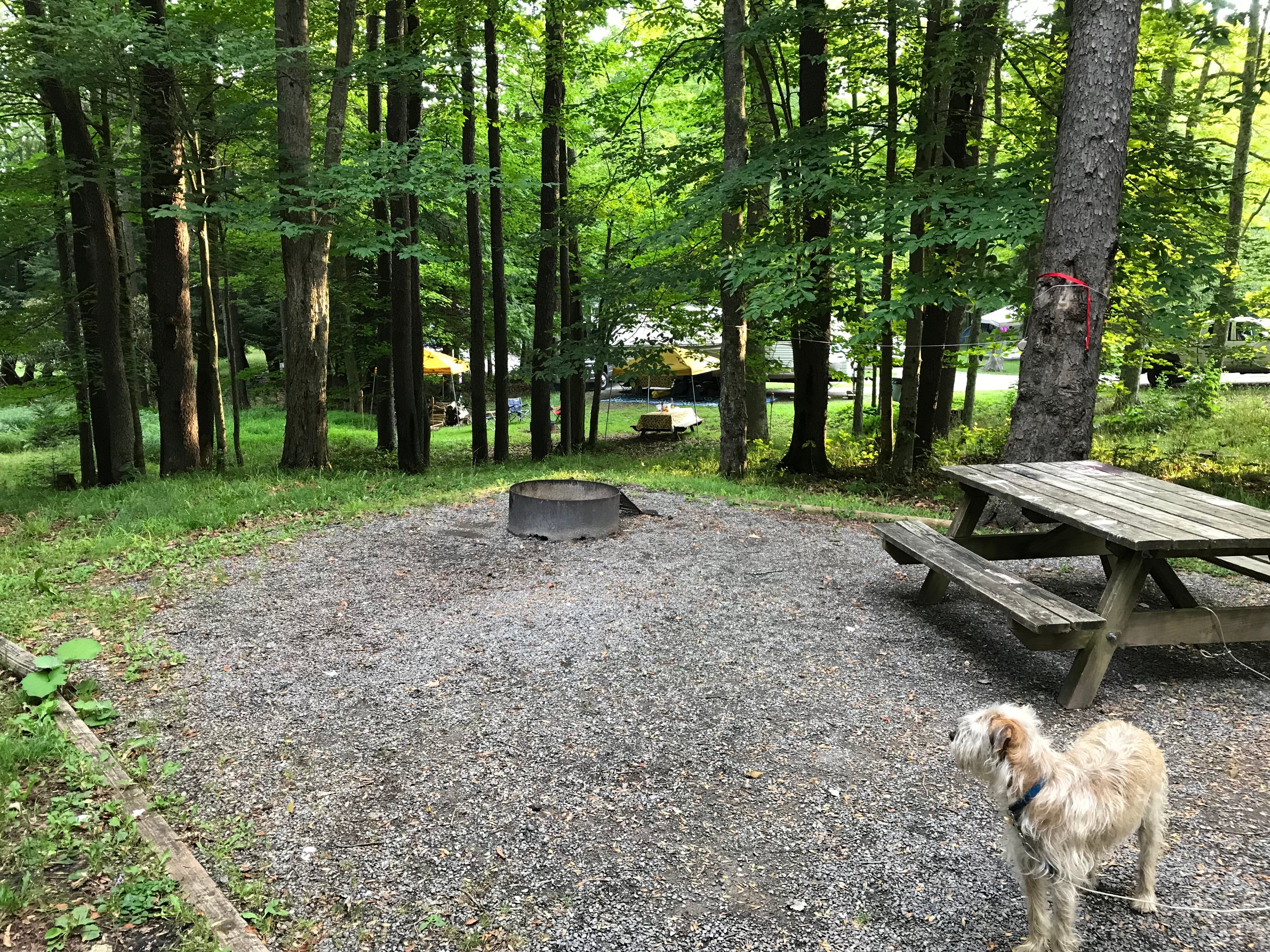 Camper submitted image from Canaan Valley Resort State Park Campground - 4