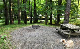 Jim C.'s photo of camping with pets at Canaan Valley Resort State Park Campground in West Virginia