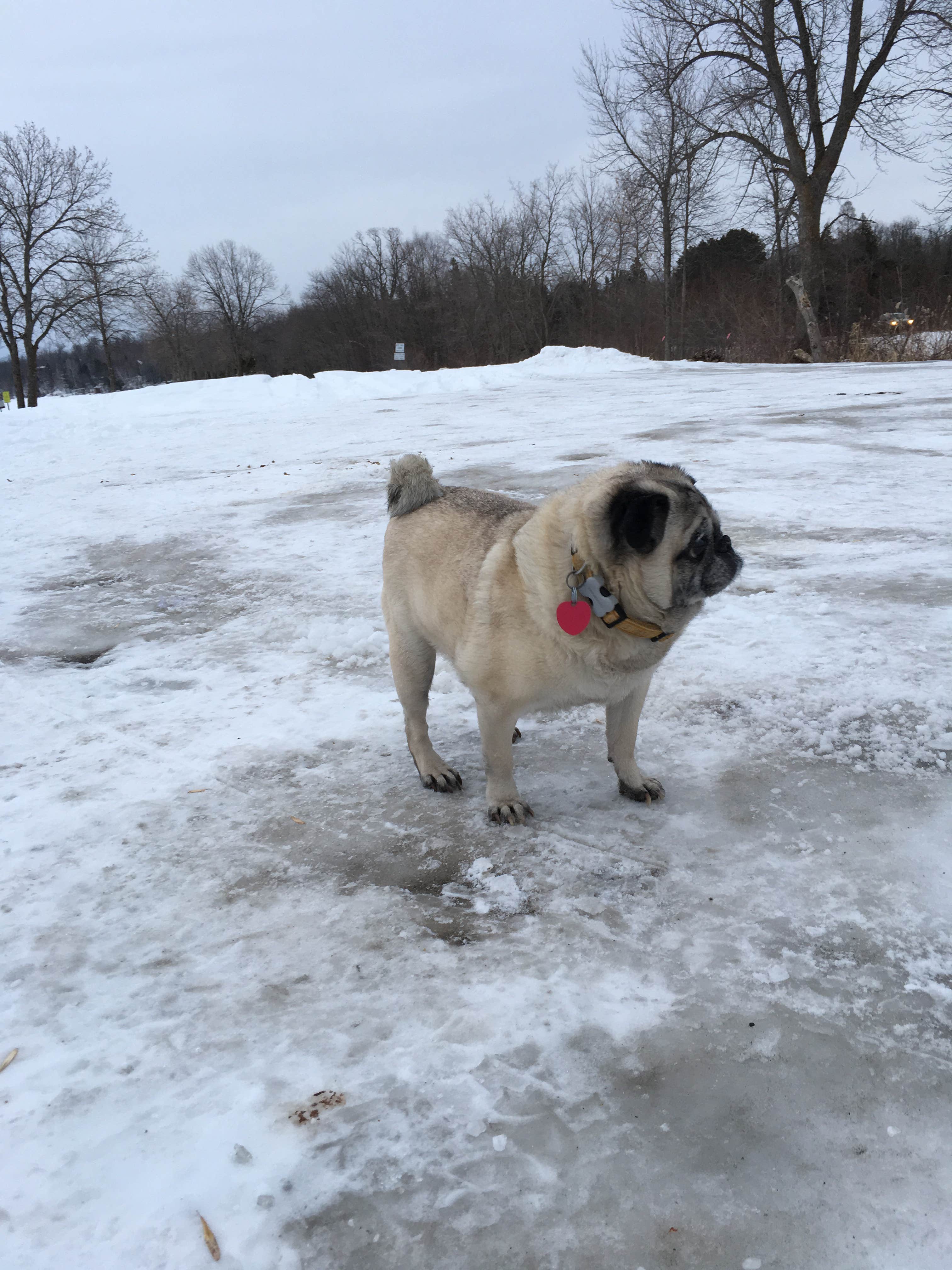 Janet R.'s photo of camping with pets at Savanna Portage State Park Campground near Deer River, MN