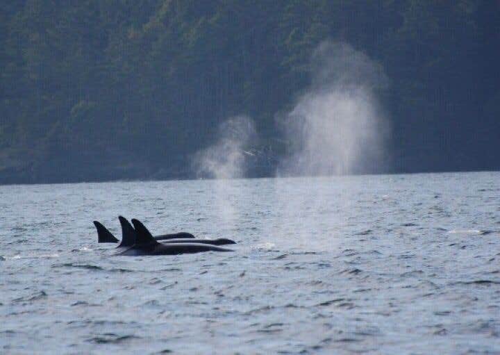 Camper-submitted photo at San Juan County Park near Eastsound, WA