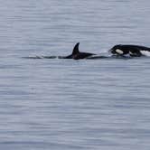 Review photo of San Juan County Park by Carla S., July 28, 2016