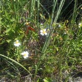Review photo of Fort Pickens Campground — Gulf Islands National Seashore by Jamie M., July 29, 2018