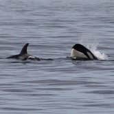 Review photo of San Juan County Park by Carla S., July 28, 2016