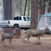 Review photo of North Pines Campground — Yosemite National Park by Mon M., July 29, 2018