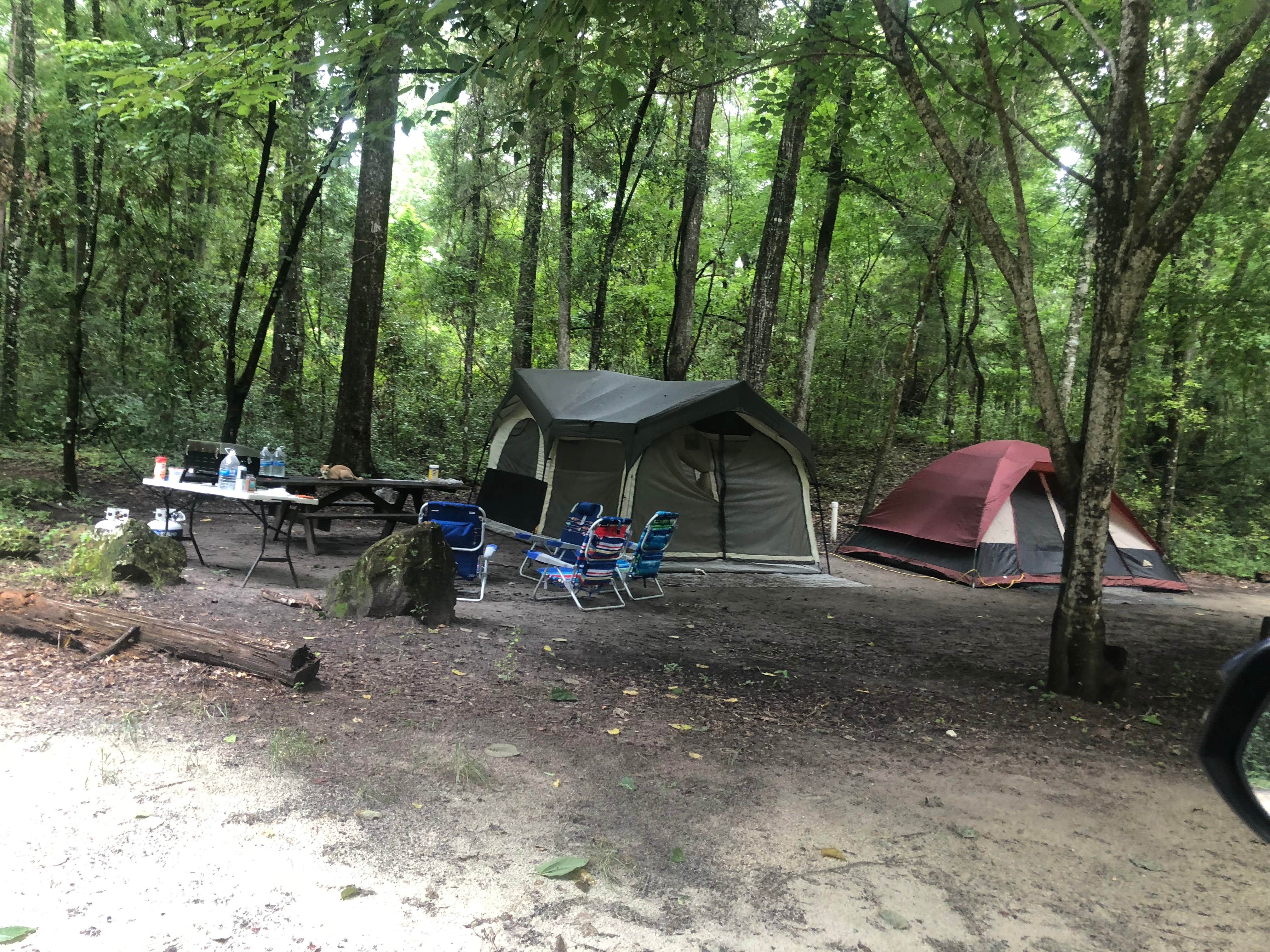 Shelly S.'s photo at Dogwood Campground — O'Leno State Park near Newberry, FL