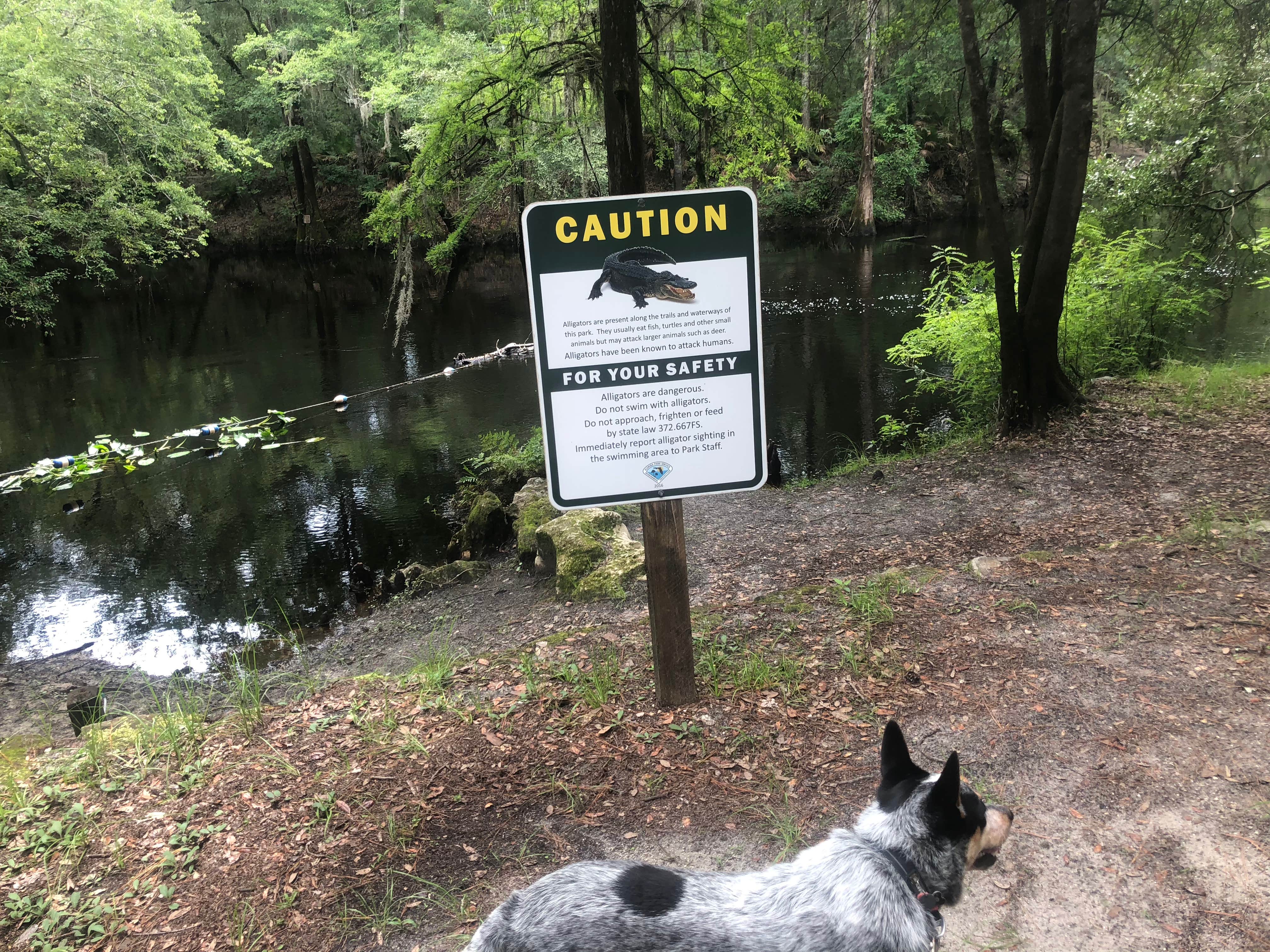 Shelly S.'s photo of camping with pets at Dogwood Campground — O'Leno State Park near Bell, FL