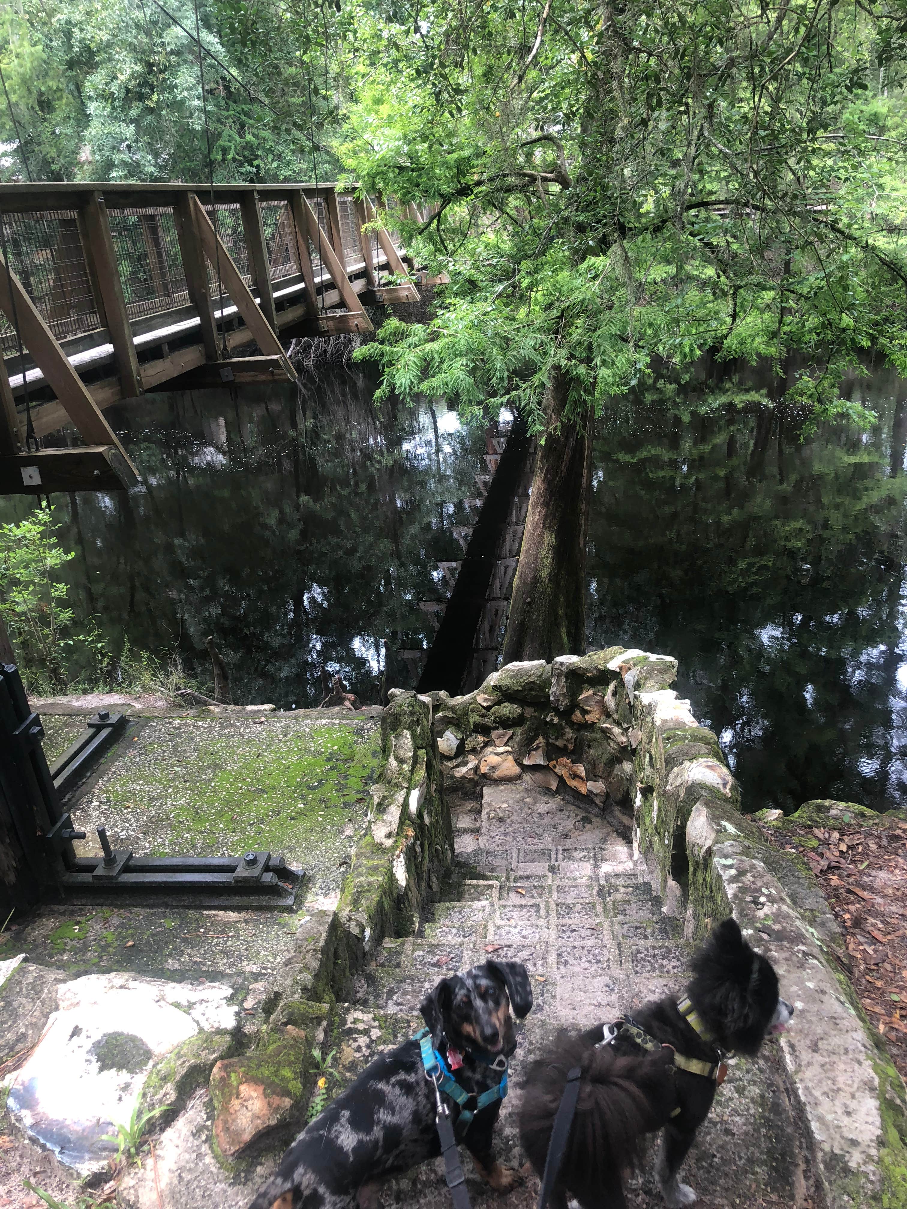 Shelly S.'s photo of camping with pets at Dogwood Campground — O'Leno State Park near Osceola National Forest