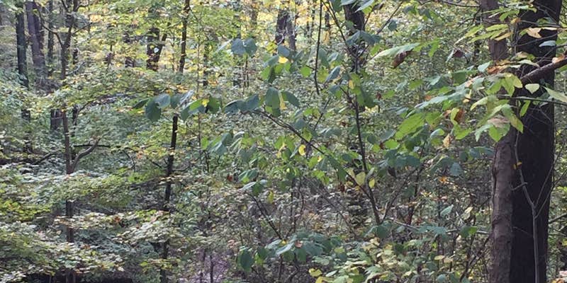 Camper submitted image from Miami Whitewater Forest Campground