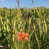 Review photo of Kilpatrick Hammock Campground — Kissimmee Prairie Preserve State Park by Jessica S., July 29, 2018