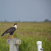 Review photo of Kissimmee Prairie Preserve State Park Campground by Jessica S., July 29, 2018