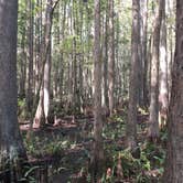 Review photo of Highlands Hammock State Park Campground by Jessica S., July 29, 2018